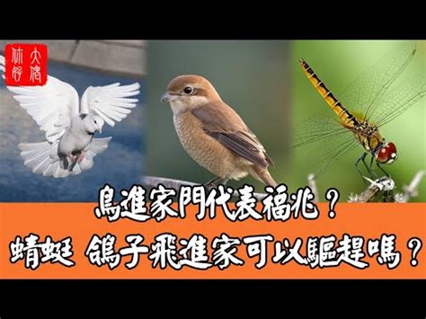 鳥飛 入 屋 風水